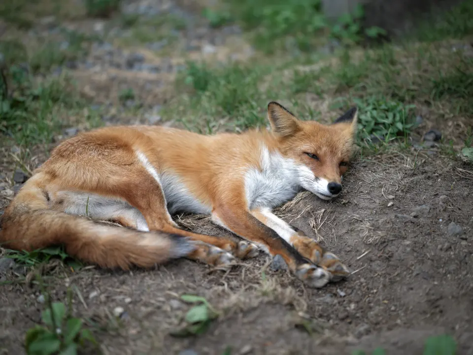 狐狸贴脸🦊