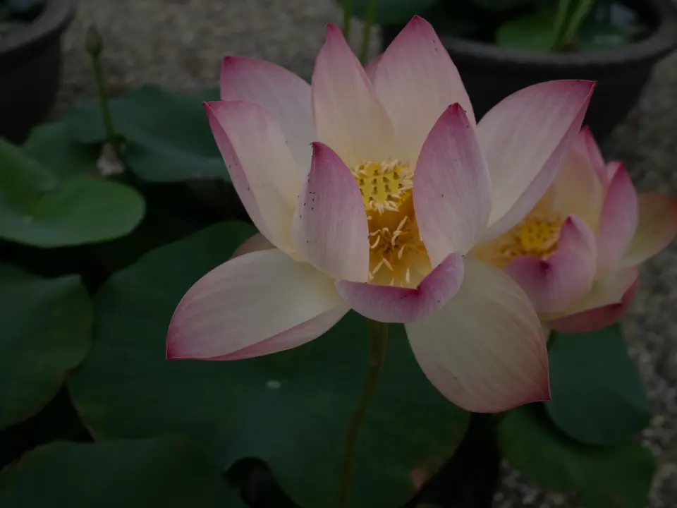 清淨